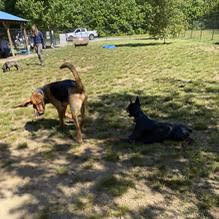 The Haven Off Leash Dog Park photo 1